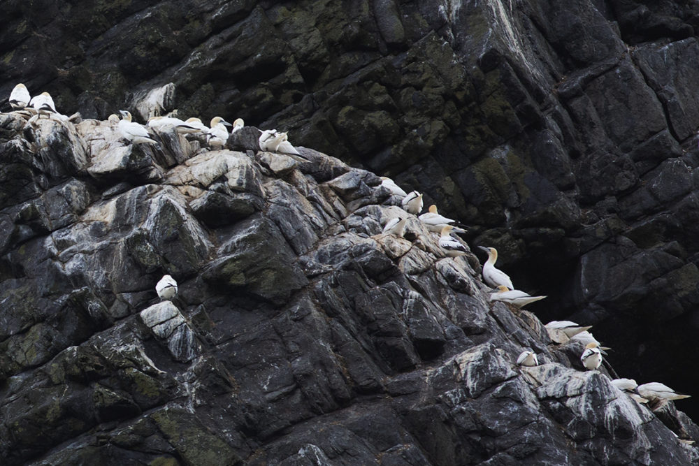 Gannets on St Kilda