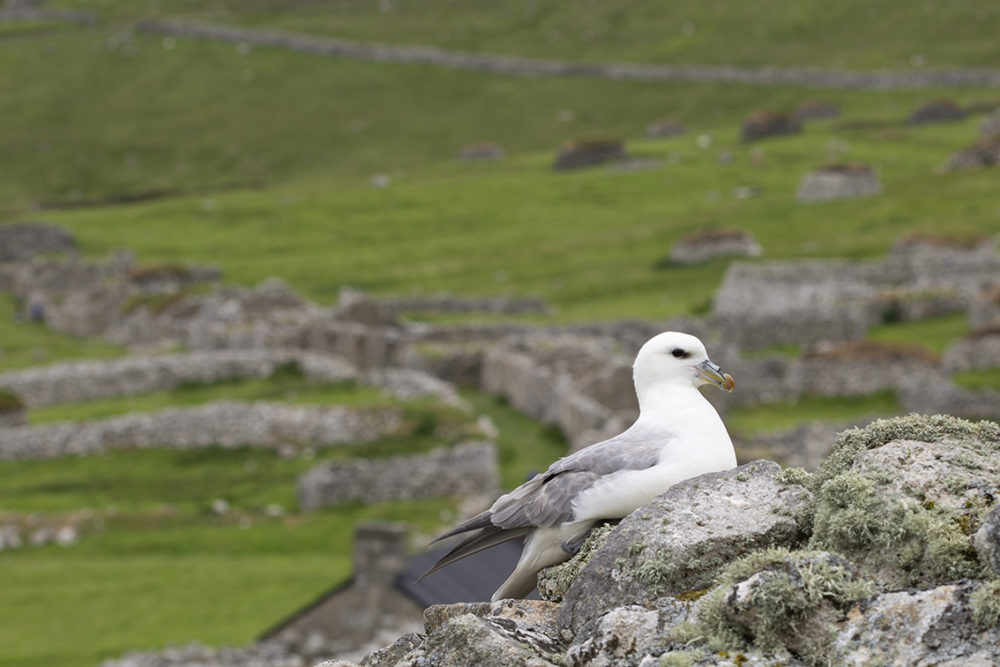 A Fulmar nesting on a Cleit in St Kilda Village