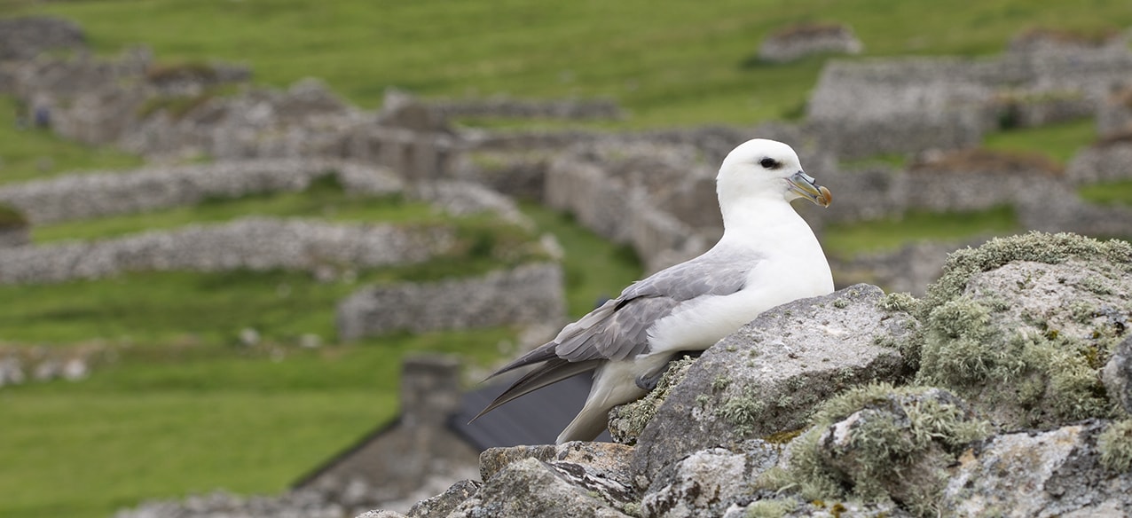 A Fulmar nesting on a Cleit in St Kilda Village