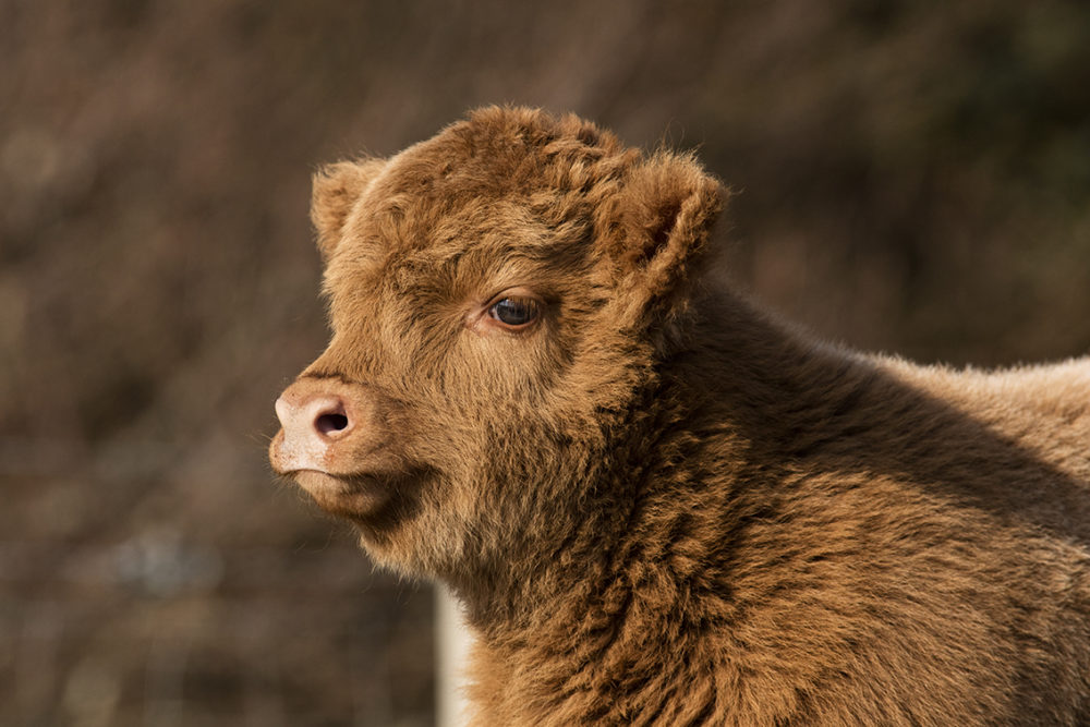 Broad Bay Highland Fold Calves