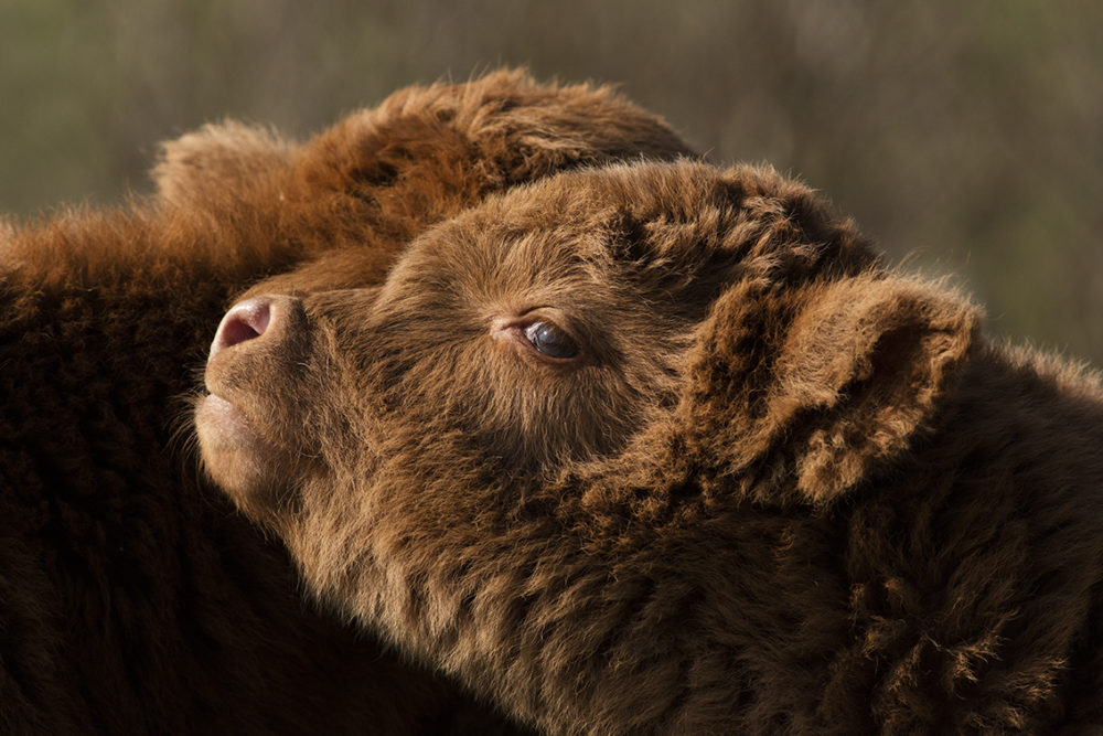 Broad Bay Highland Fold Calves