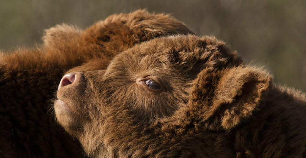 Broad Bay Highland Fold Calves