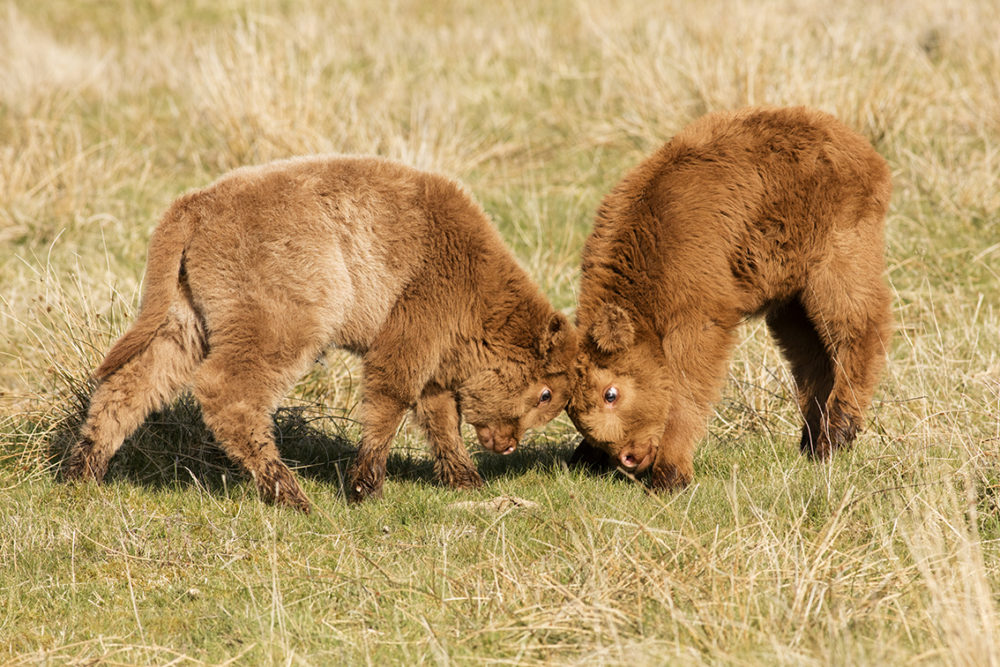 Broad Bay Highland Fold Calves