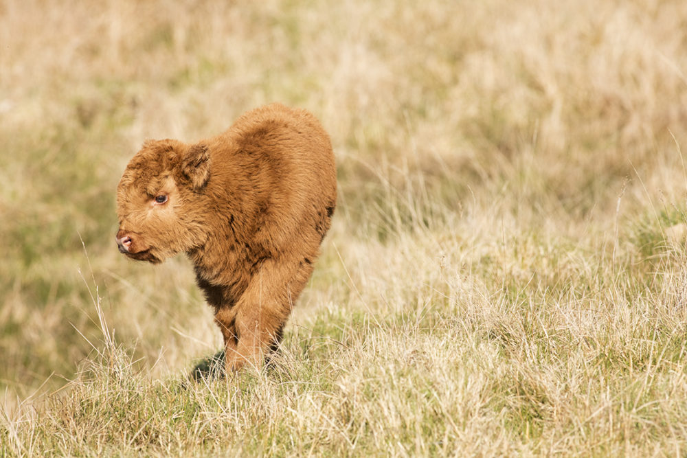 Broad Bay Highland Fold Calves