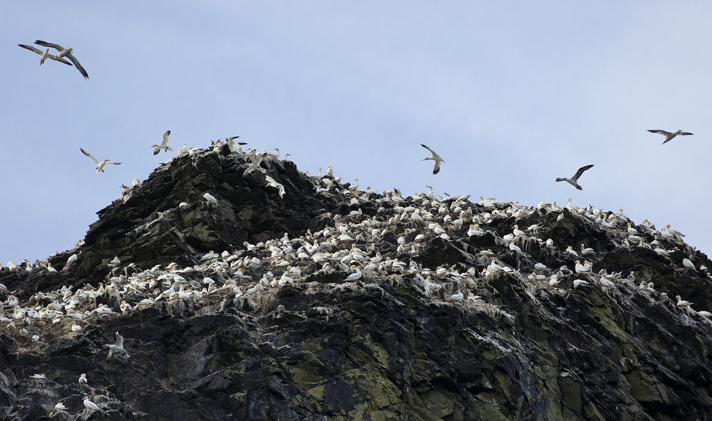 Gannet covered cliffs on St Kilda