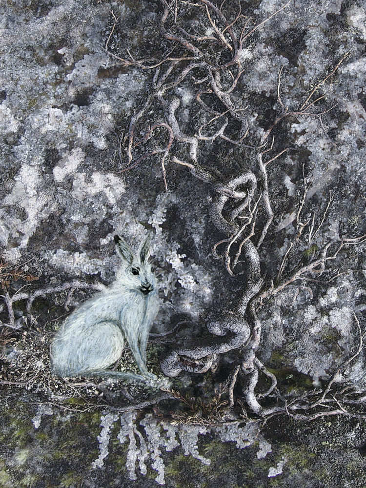 Hare Illustration by Alice Starmore