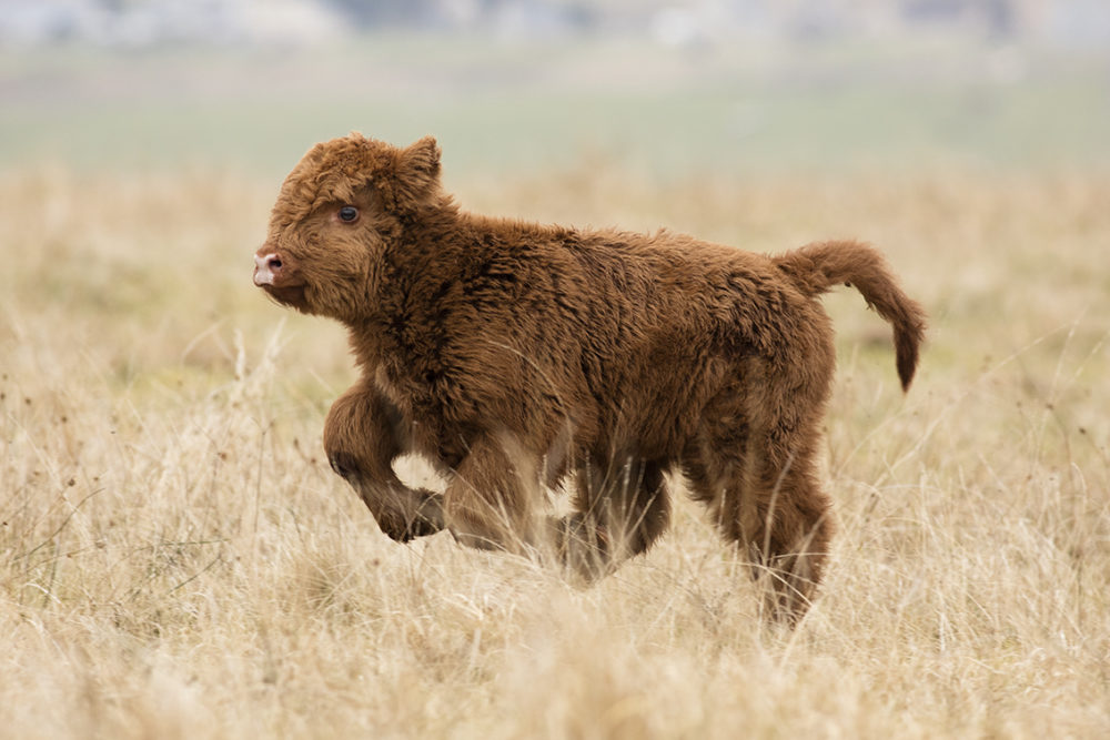 Broad Bay Highland Fold Calves