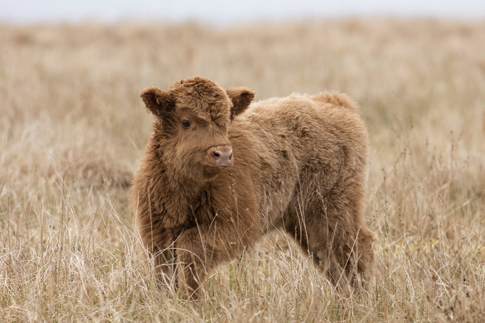 Broad Bay Highland Fold Calves