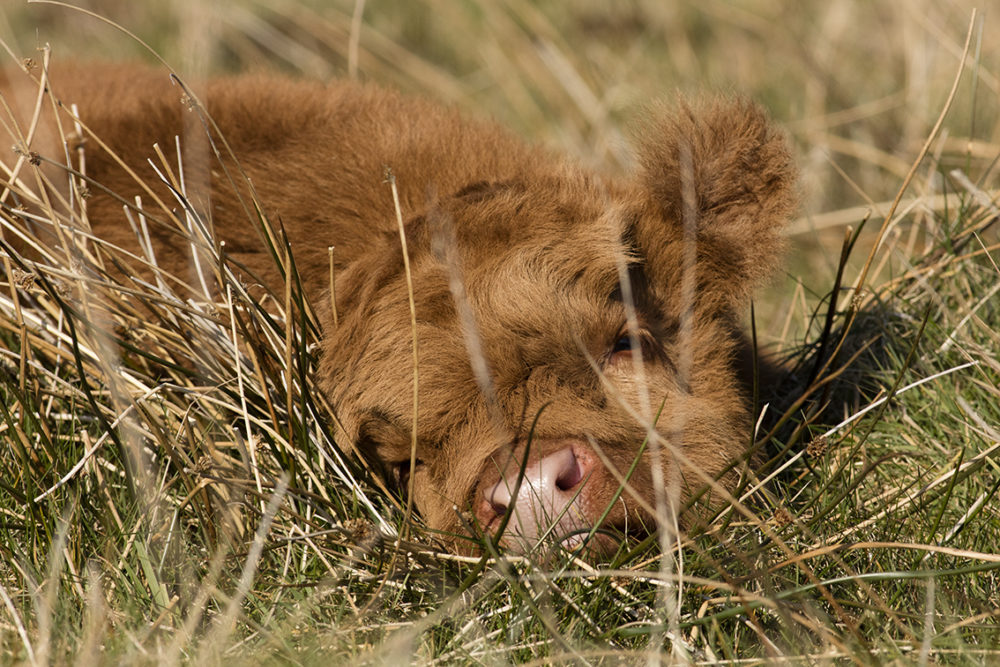 Broad Bay Highland Fold Calves