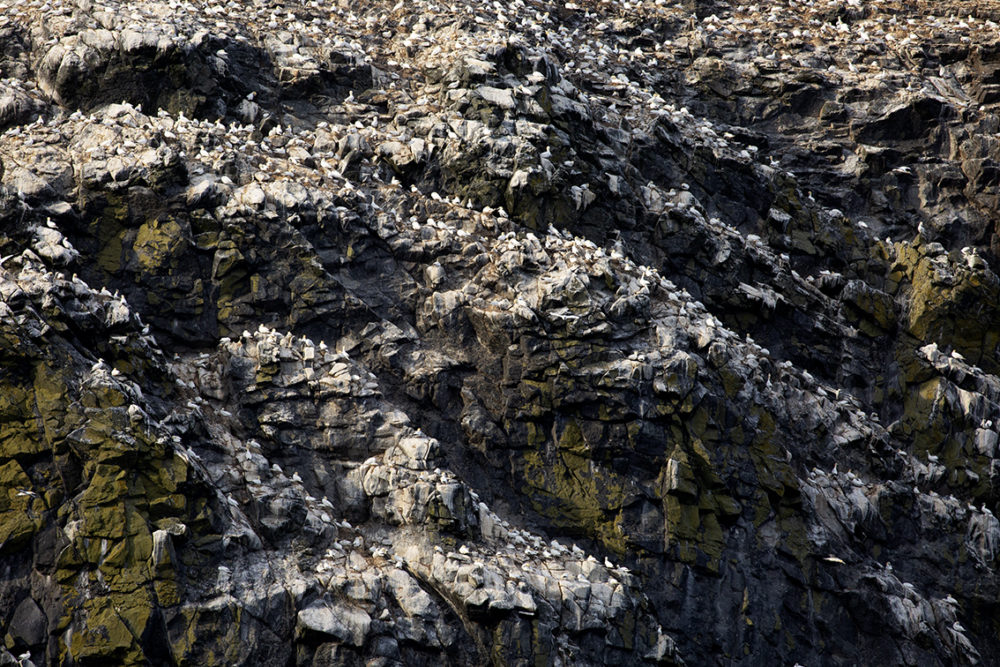 Boreray