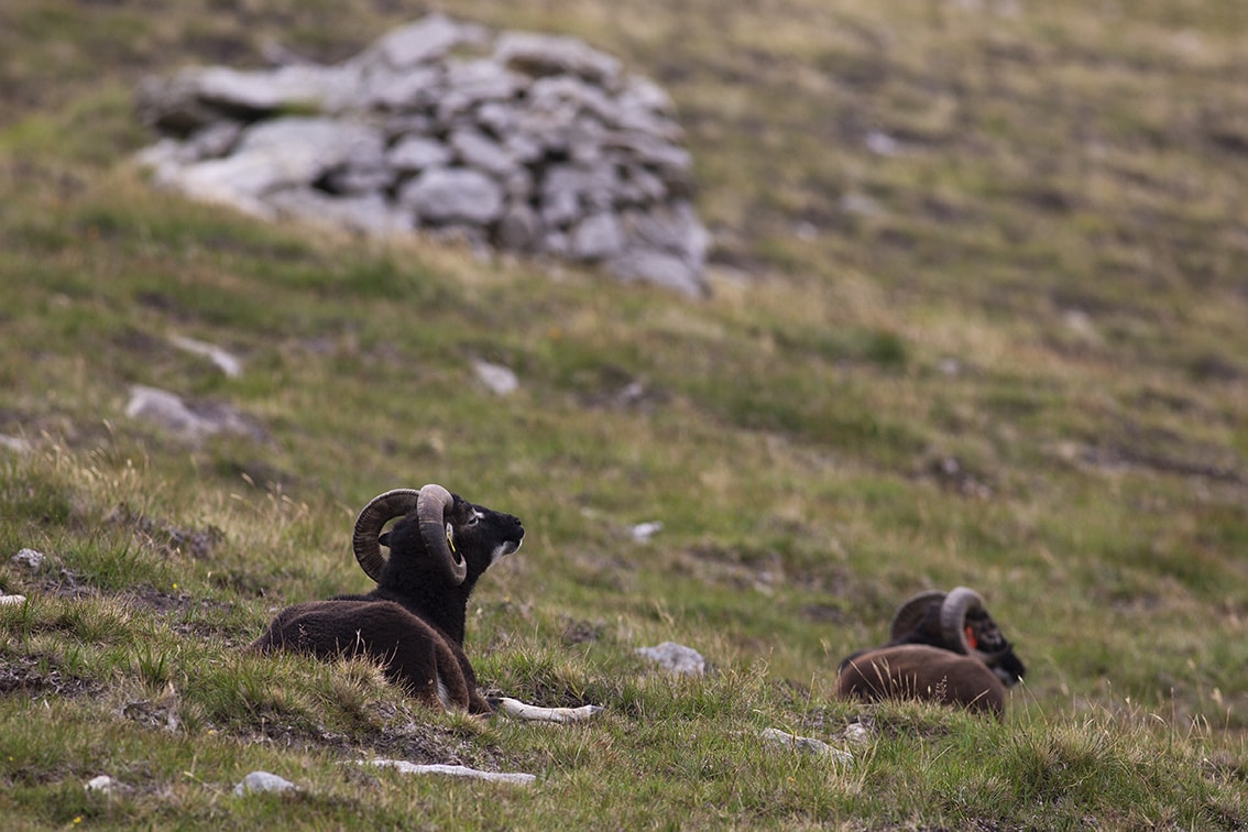 Soay Sheep On St Kilda