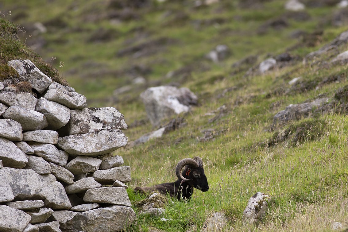 Soay Sheep On St Kilda