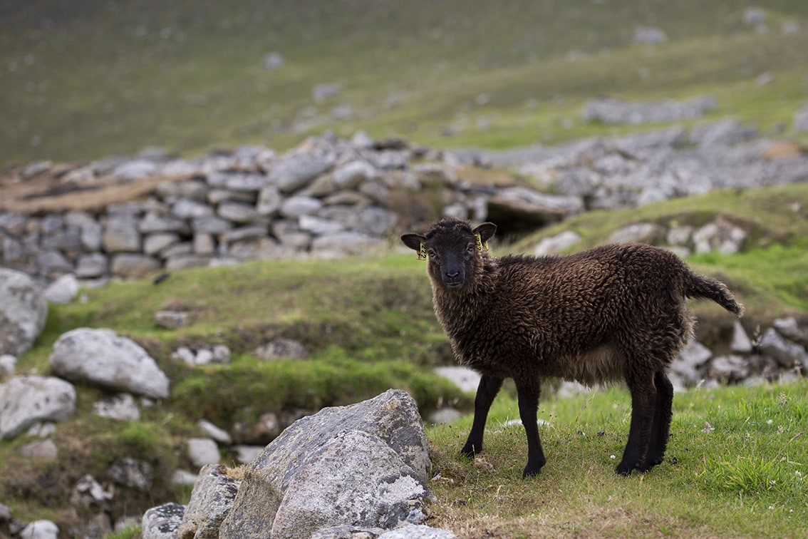 Soay Sheep On St Kilda