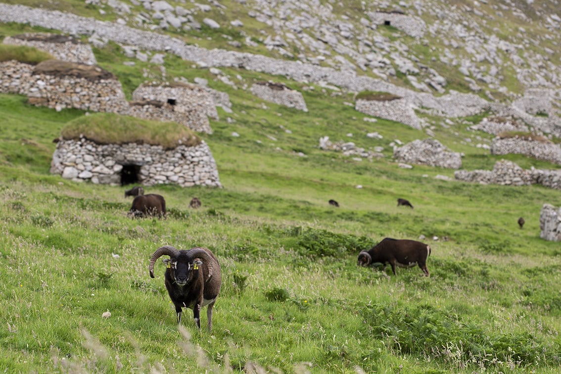 Soay Sheep On St Kilda