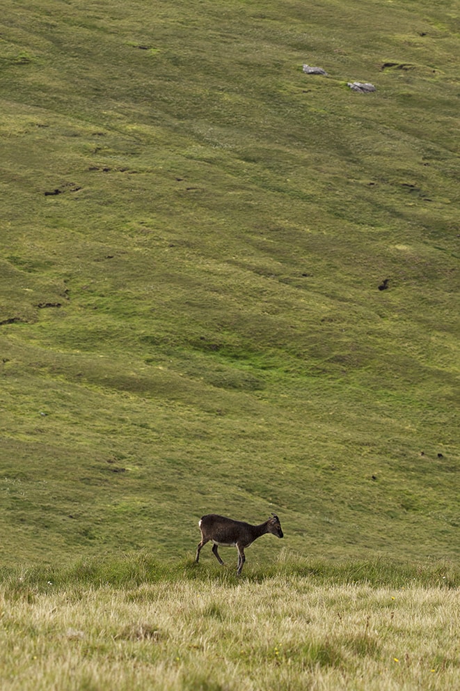 Soay Sheep On St Kilda