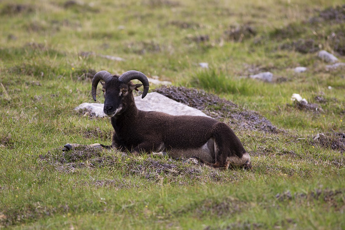 Soay Sheep On St Kilda