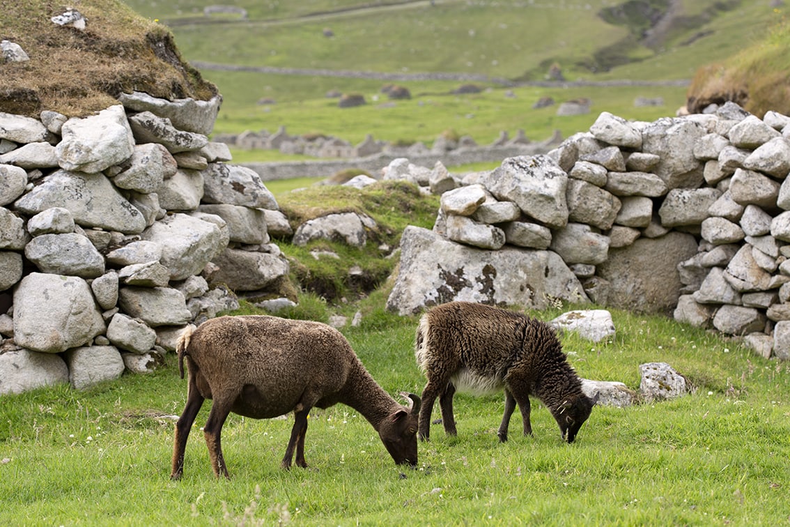 Soay Sheep On St Kilda