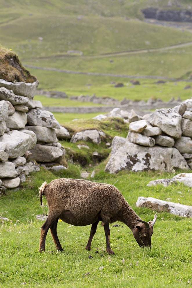 Soay Sheep On St Kilda