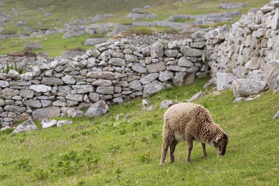 Soay Sheep On St Kilda