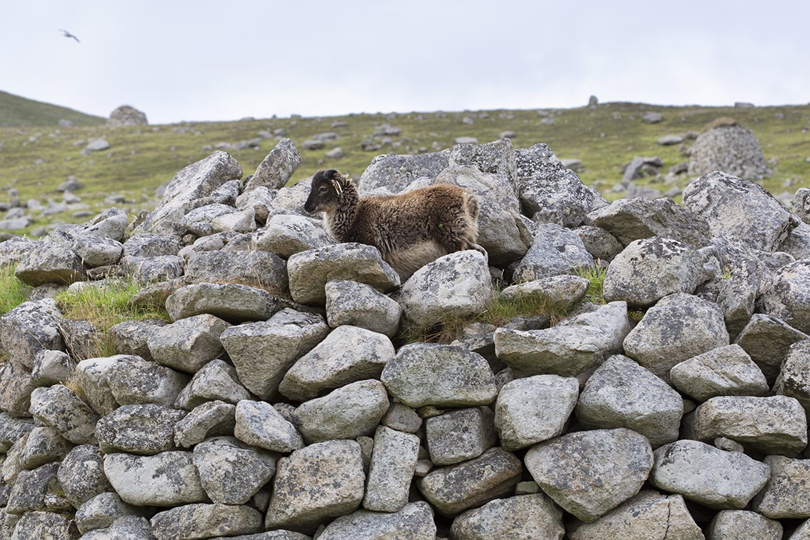 Soay Sheep On St Kilda