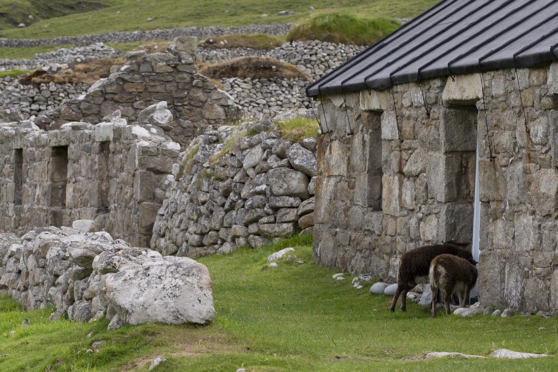 Soay Sheep On St Kilda