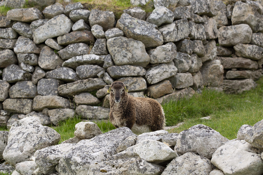 Soay Sheep On St Kilda