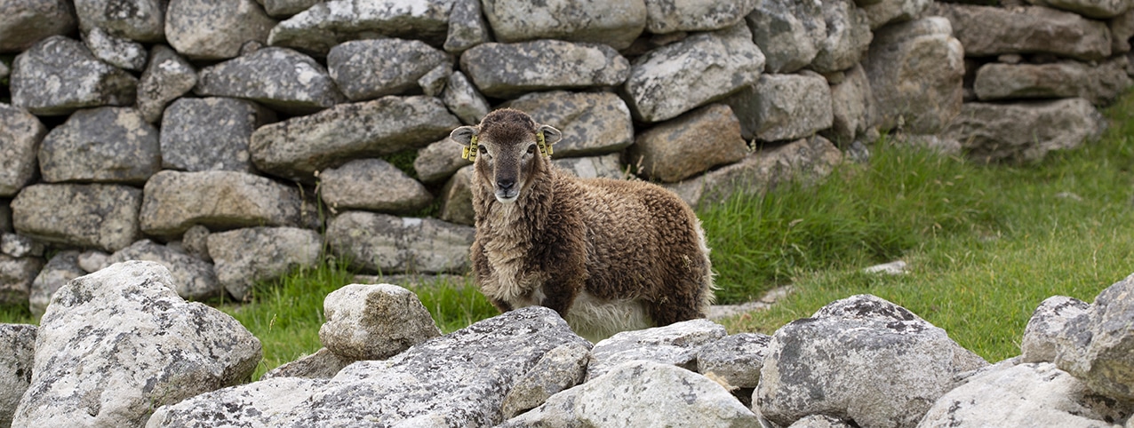 Soay Sheep On St Kilda