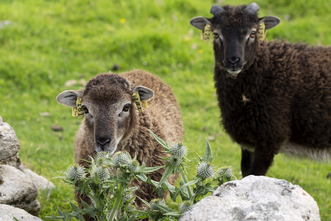 Soay Sheep On St Kilda