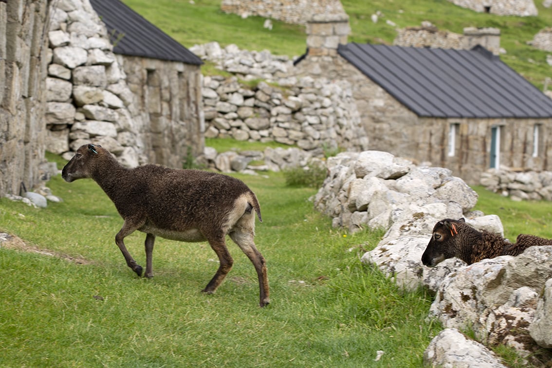 Soay Sheep On St Kilda