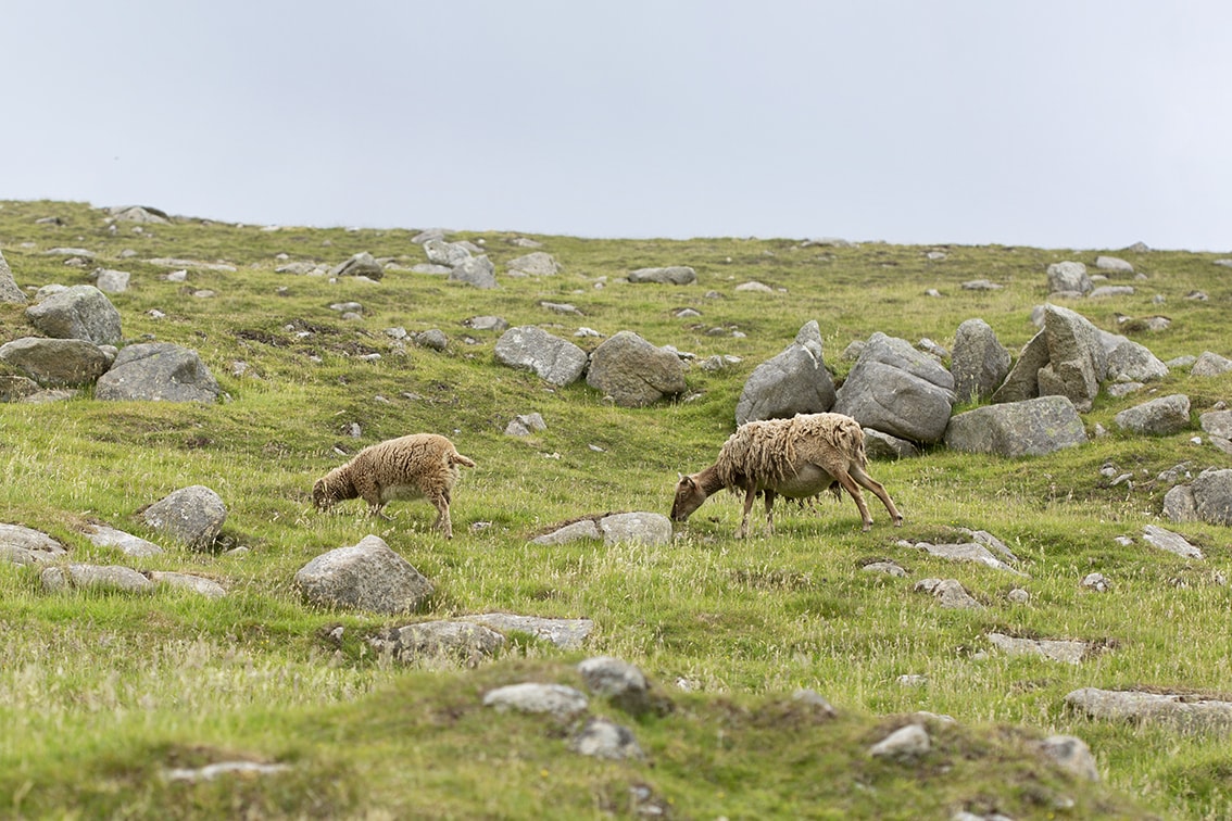 Soay Sheep On St Kilda