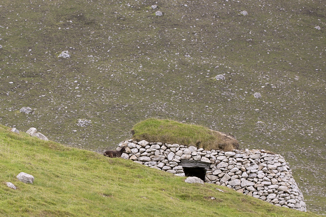 Soay Sheep On St Kilda