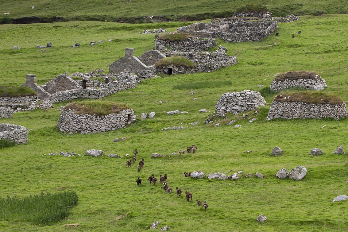 Soay Sheep On St Kilda