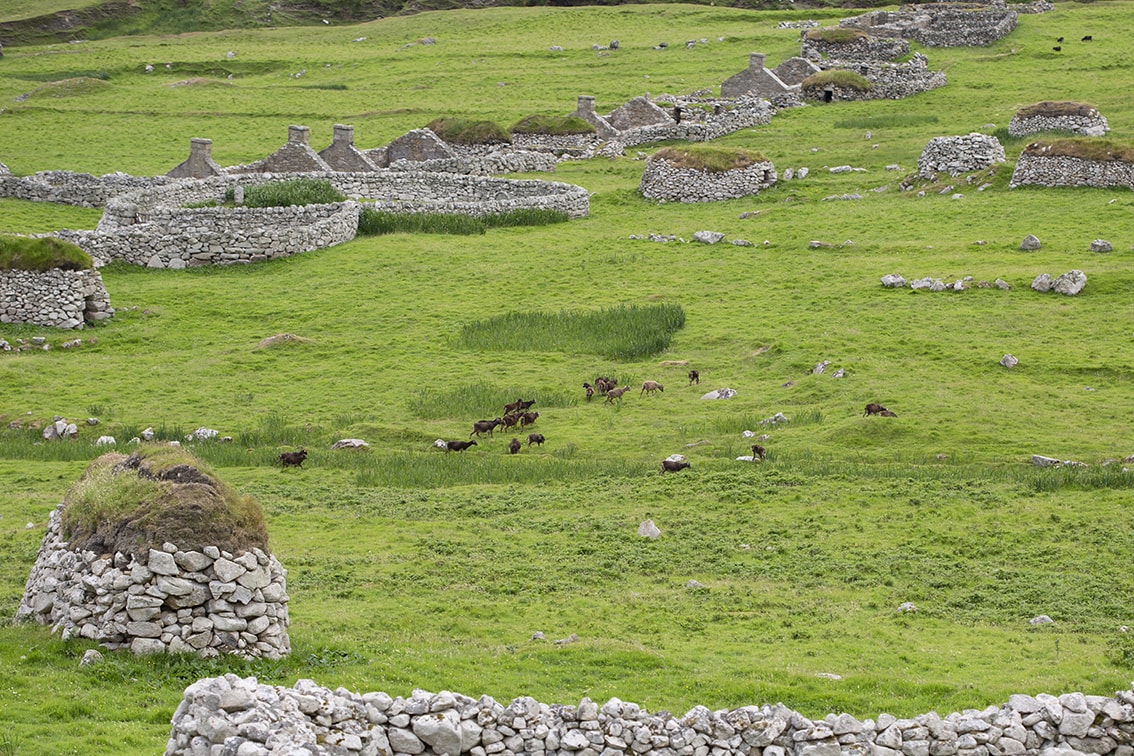 Soay Sheep On St Kilda