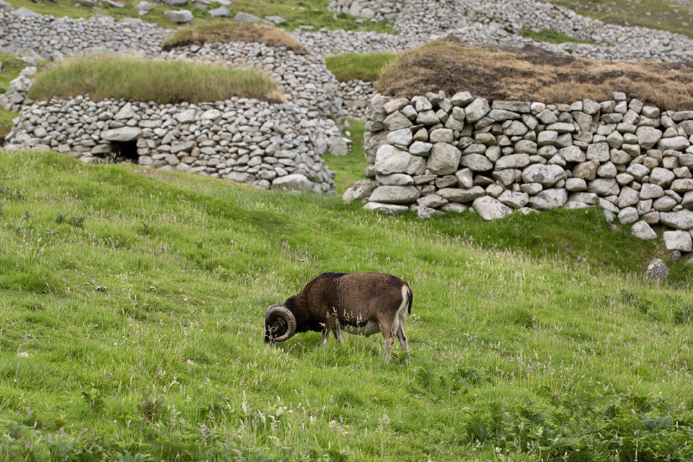 Soay Sheep On St Kilda