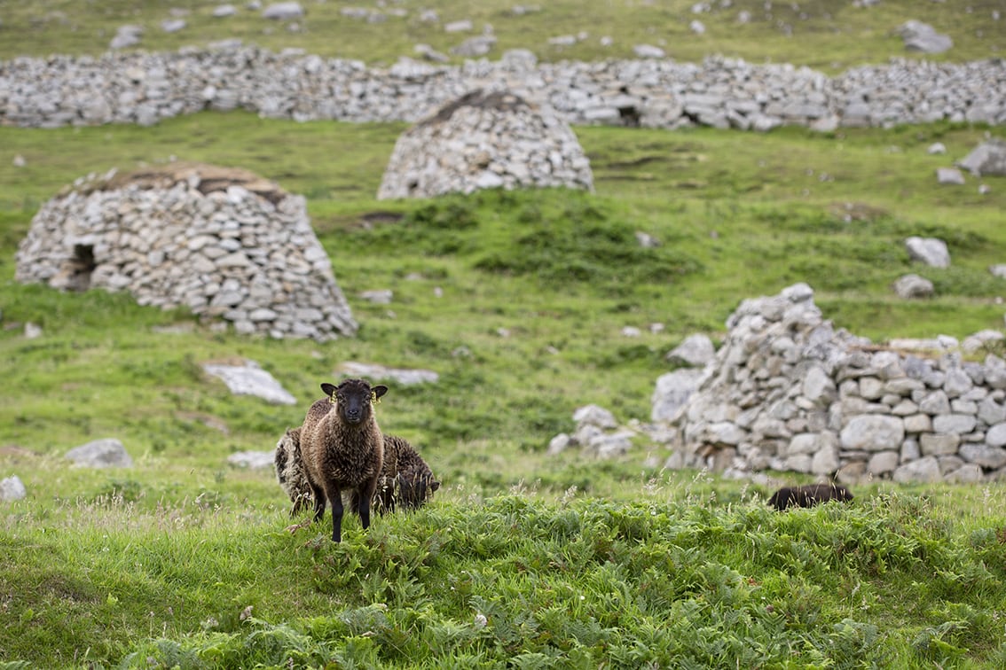 Soay Sheep On St Kilda