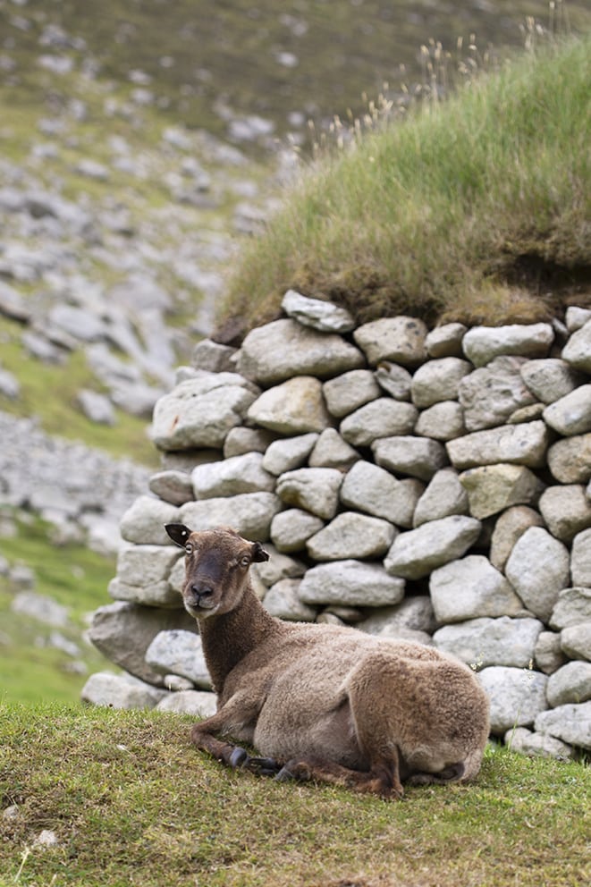 Soay Sheep On St Kilda