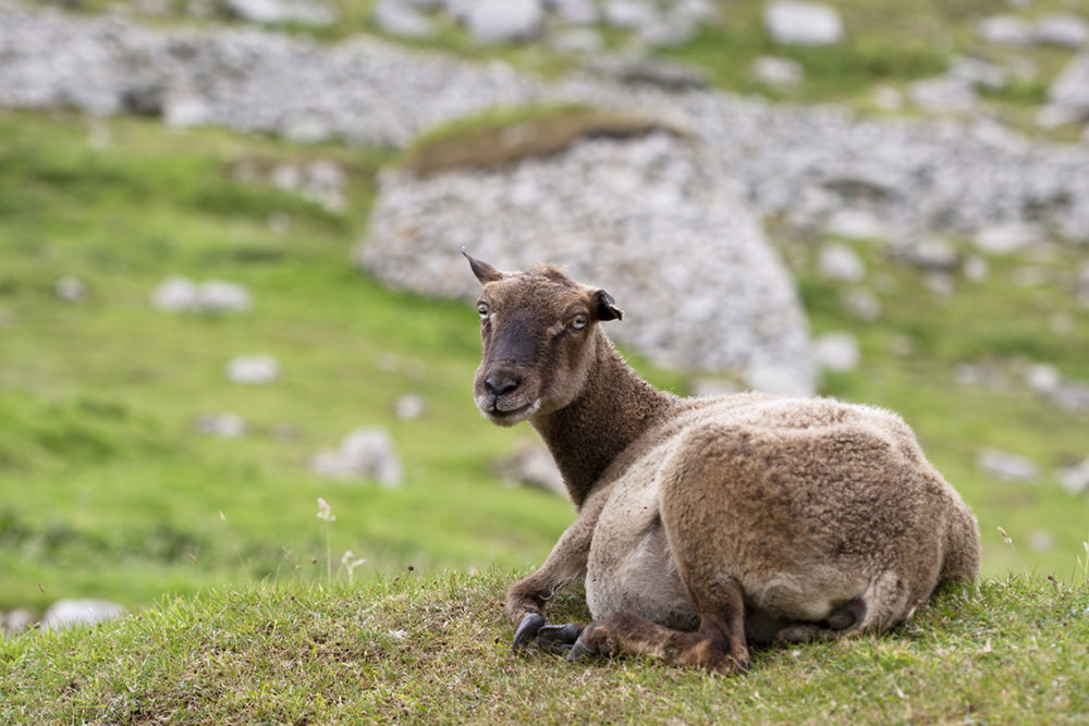 Soay Sheep On St Kilda