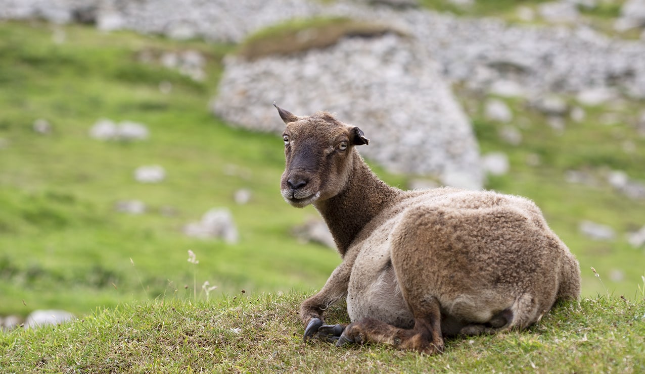 Soay Sheep On St Kilda