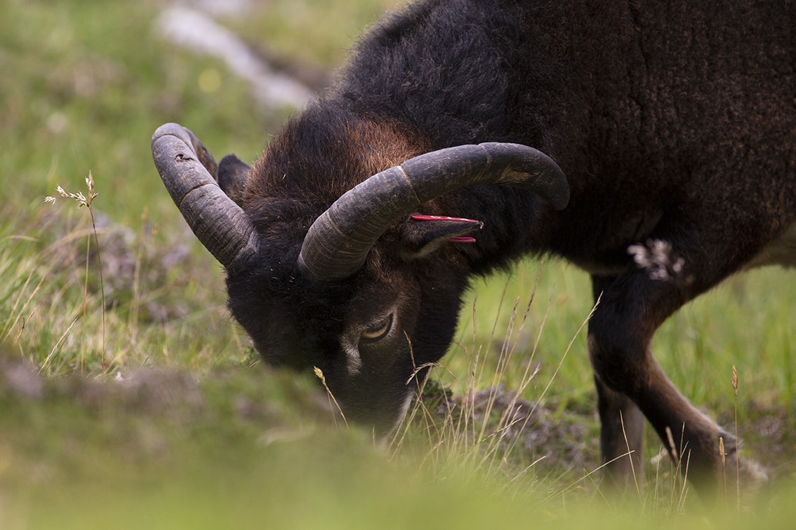 Soay Sheep On St Kilda