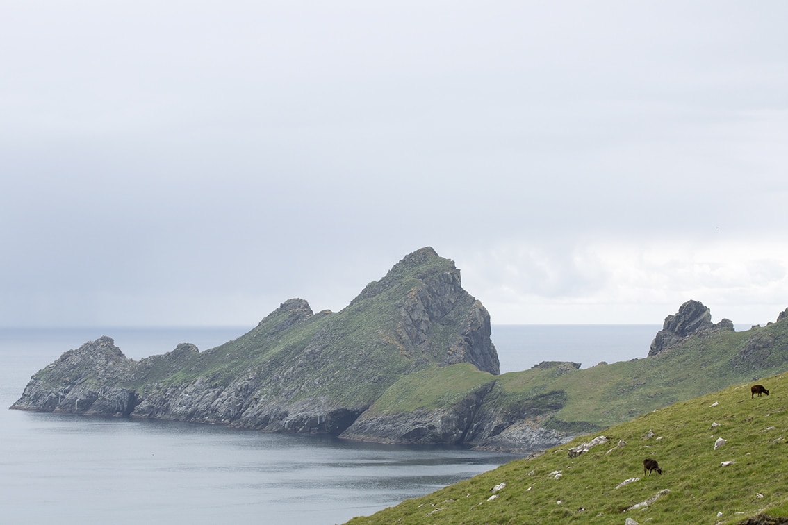 Soay Sheep On St Kilda