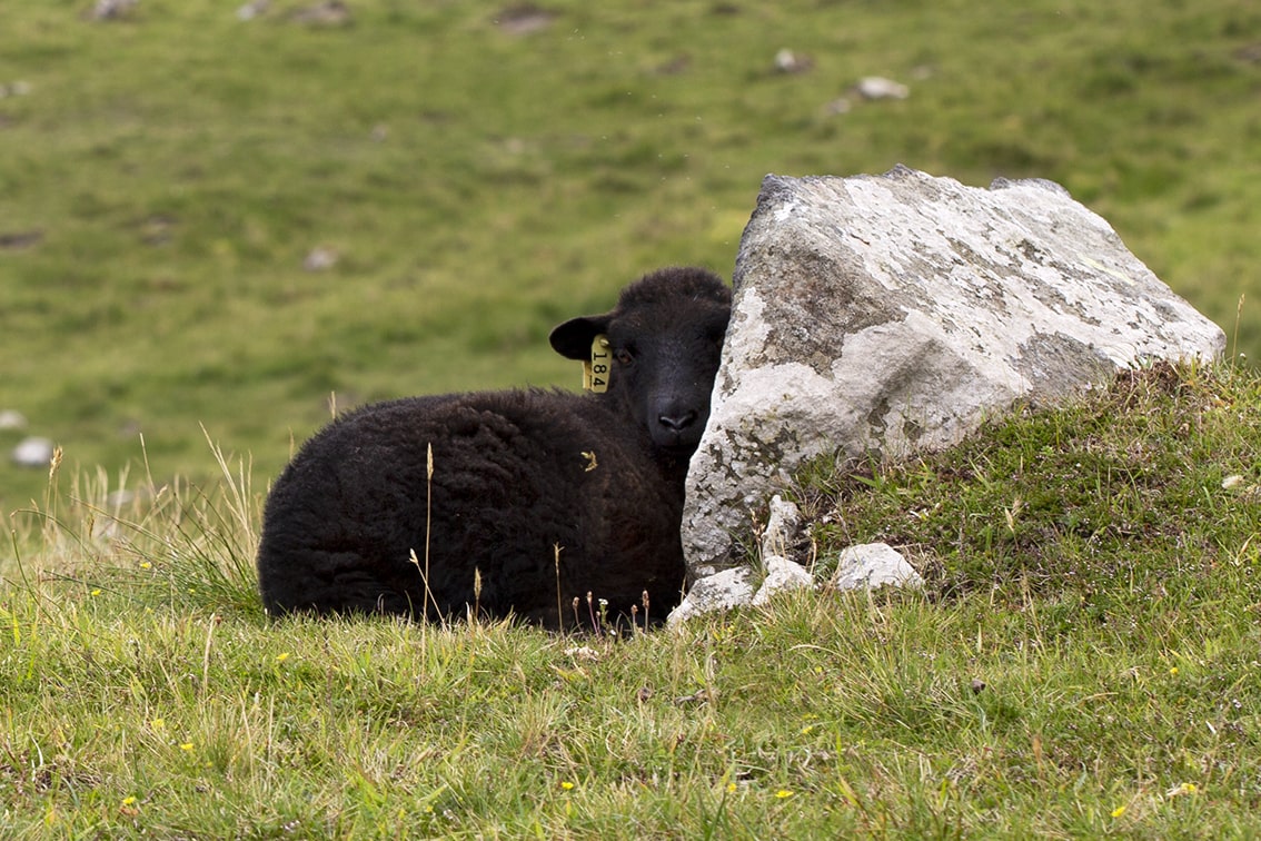 Soay Sheep On St Kilda