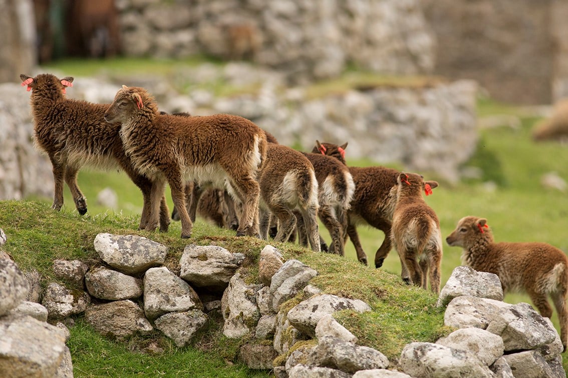 Soay Lambs