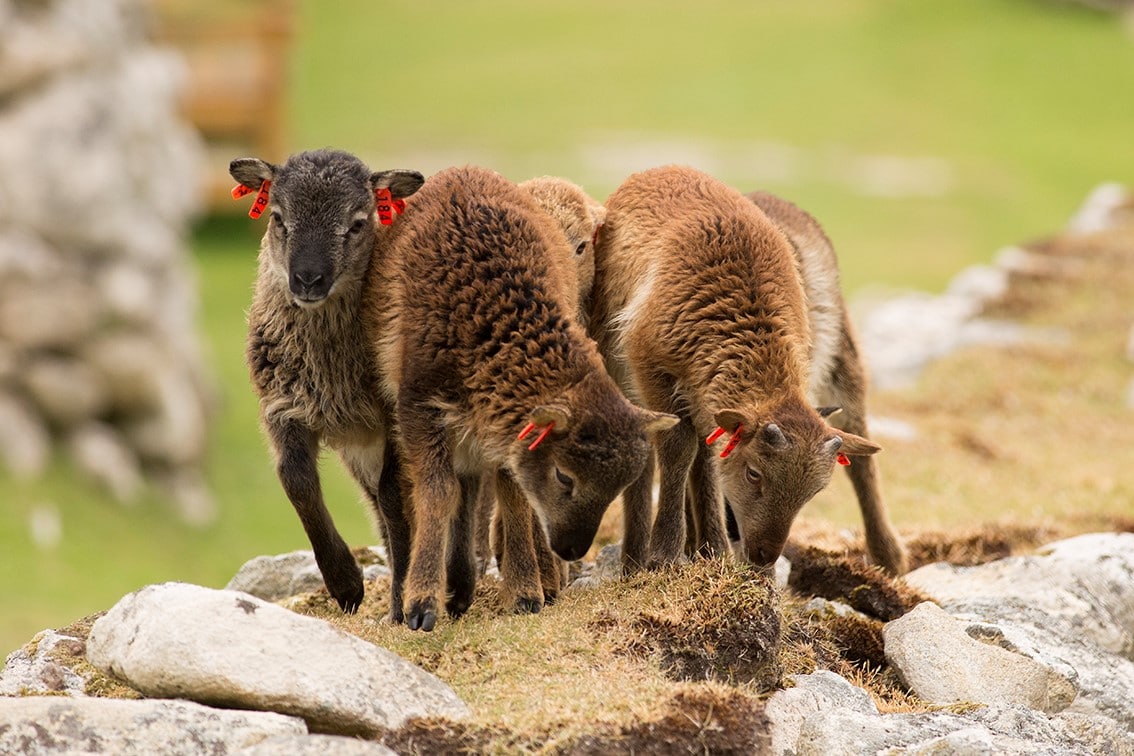 Soay Lambs