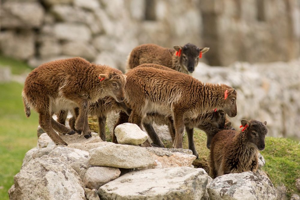 Soay Lambs