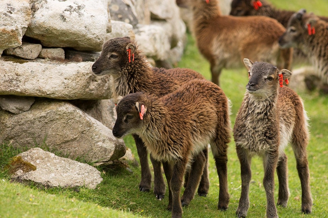 Soay Lambs