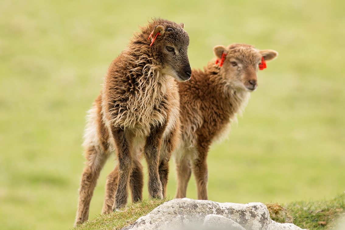 Soay Lambs