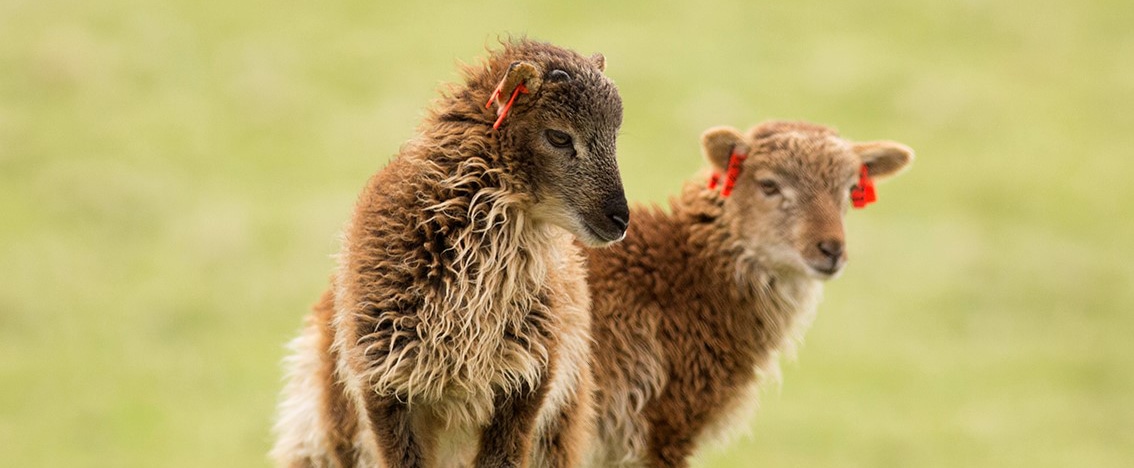 Soay Lambs