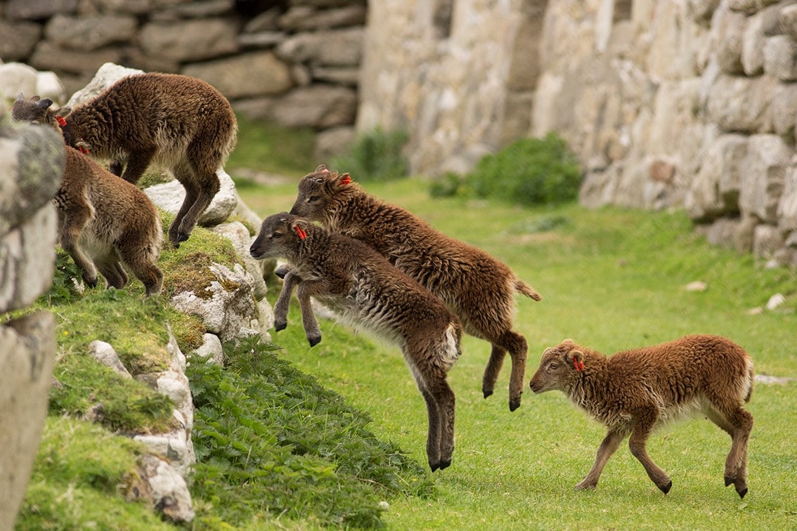 Soay Lambs