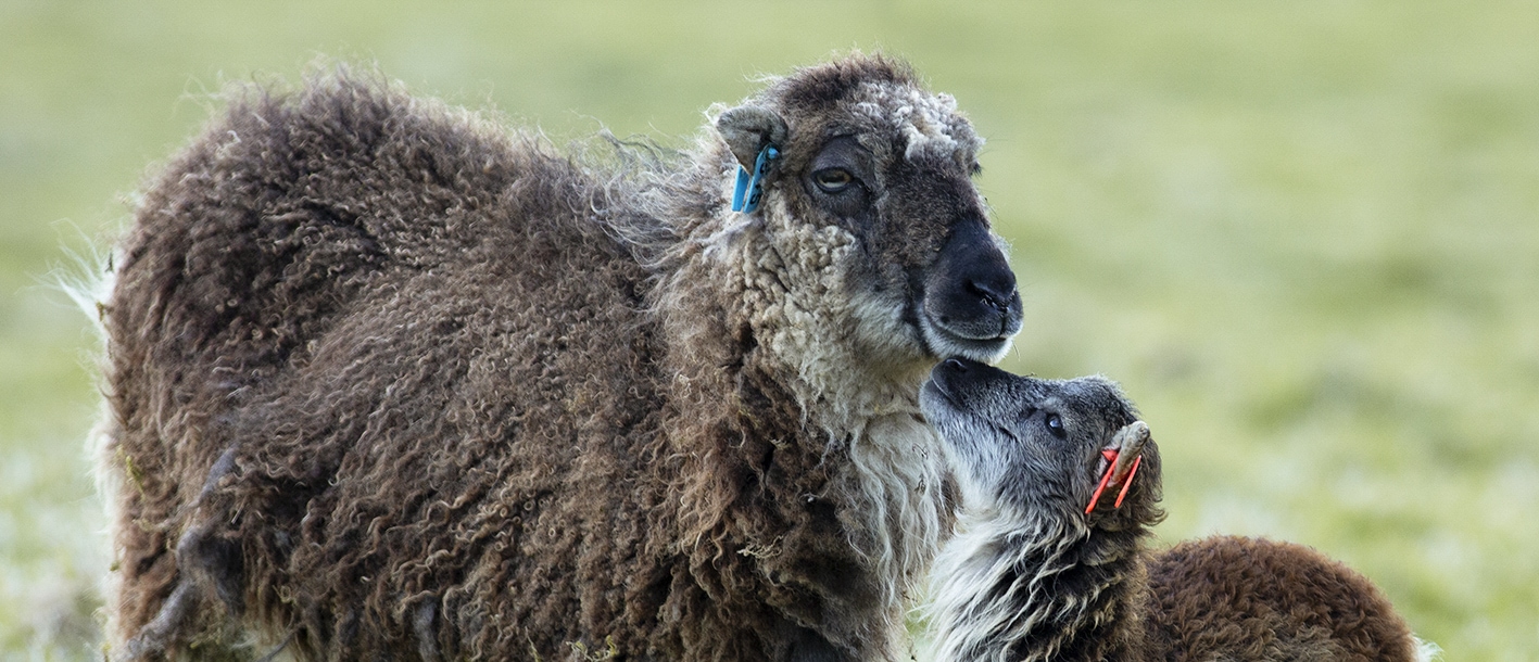 Soay Lambs