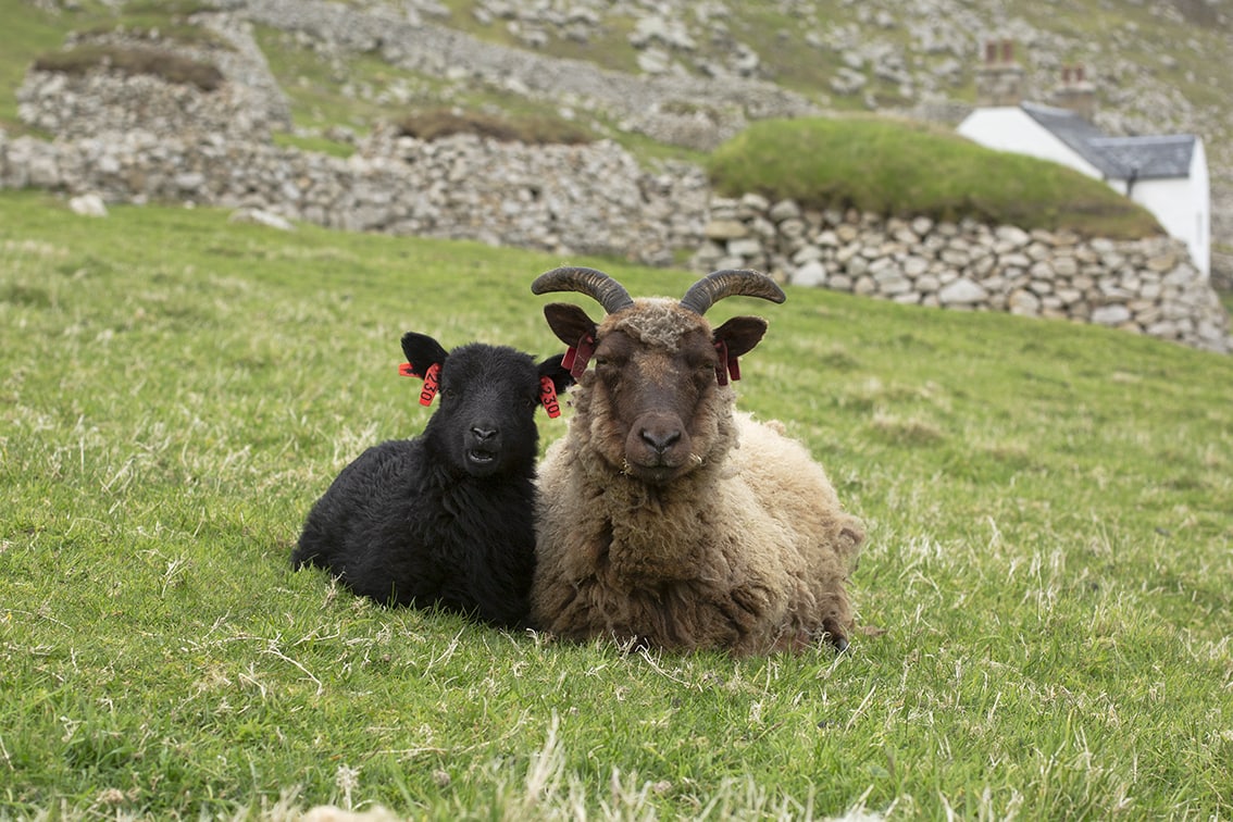 Soay Lambs